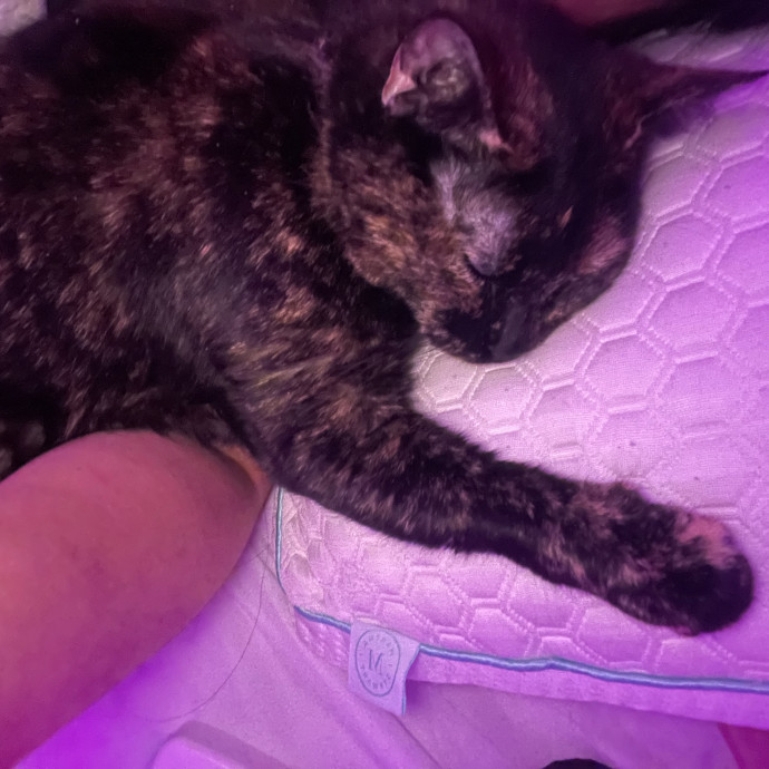 A Cats Bestie