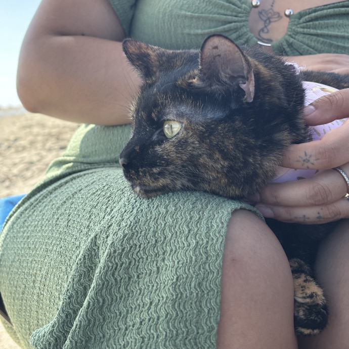 A Cats Bestie