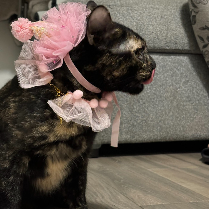 A Cats Bestie photo 2