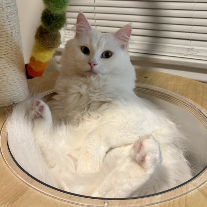 The Cat's Meow Care