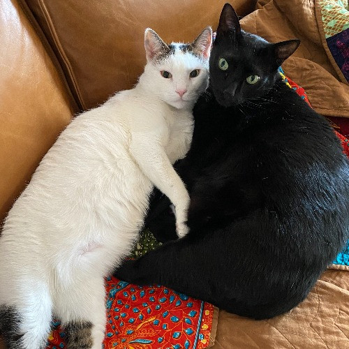Westchester Cat Whisperer
