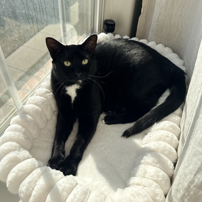 Kylie And Salem's Cat Club