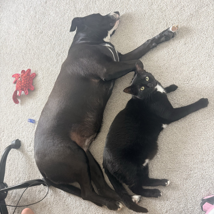 Kylie And Salem's Cat Club