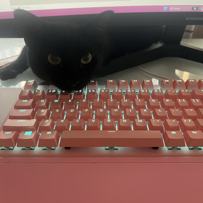 Kylie And Salem's Cat Club