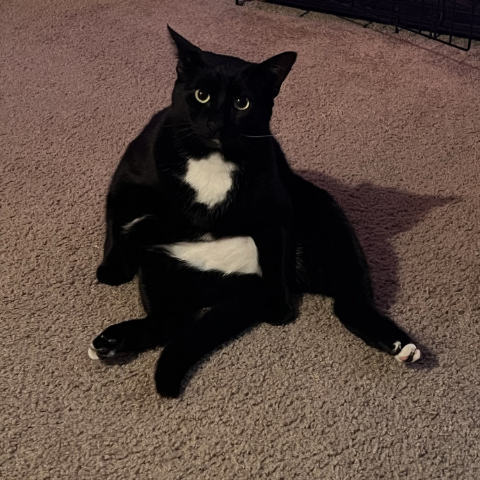 Kylie And Salem's Cat Club