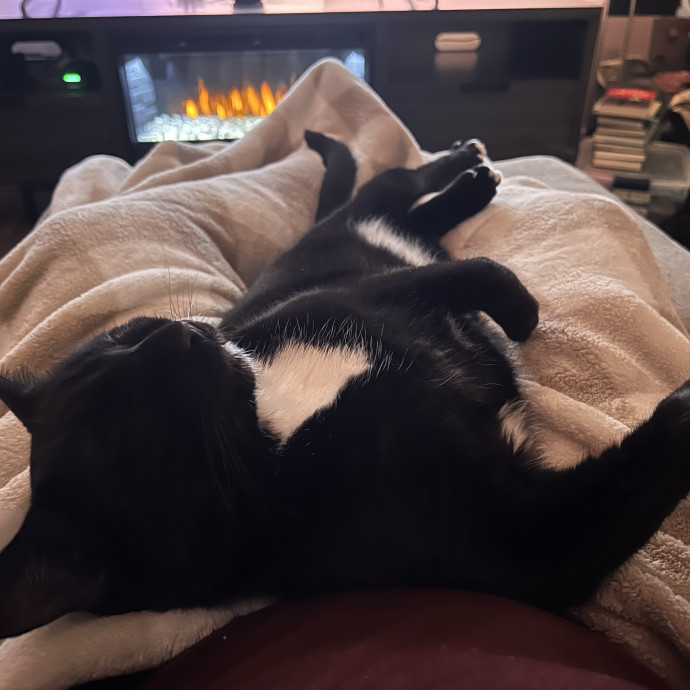 Kylie And Salem's Cat Club photo 3
