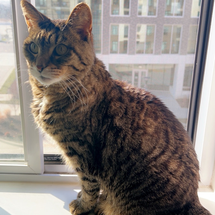 Kylie And Salem's Cat Club