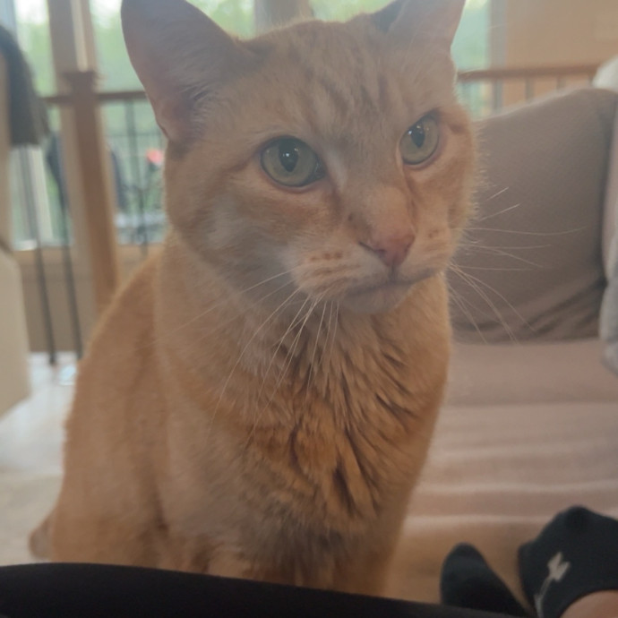 Kylie And Salem's Cat Club