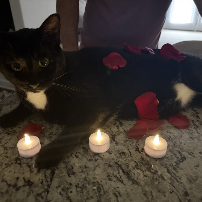 Kylie And Salem's Cat Club photo 2