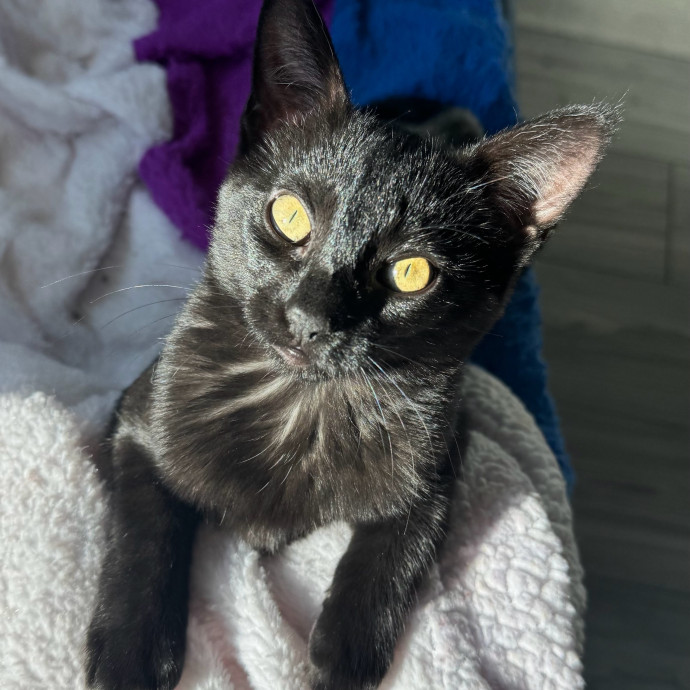 Loving  Reliable Cat Sitter