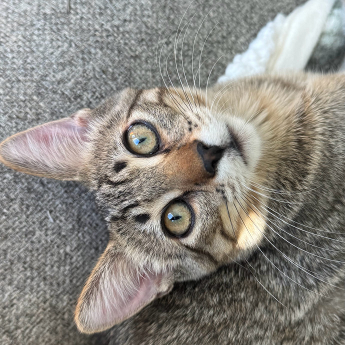 Loving  Reliable Cat Sitter