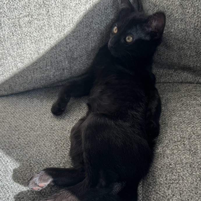 Loving  Reliable Cat Sitter