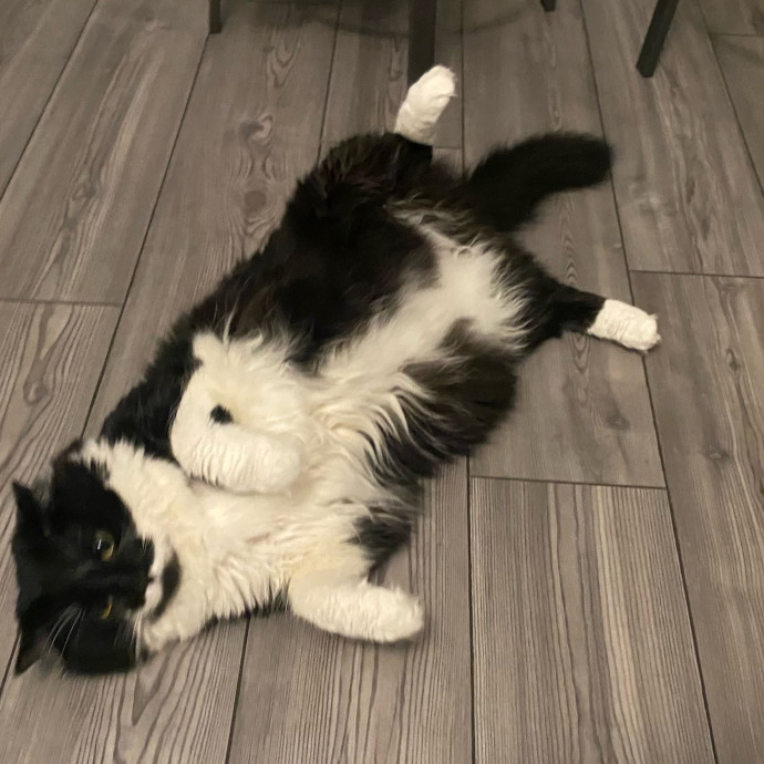 Loving  Reliable Cat Sitter photo 3