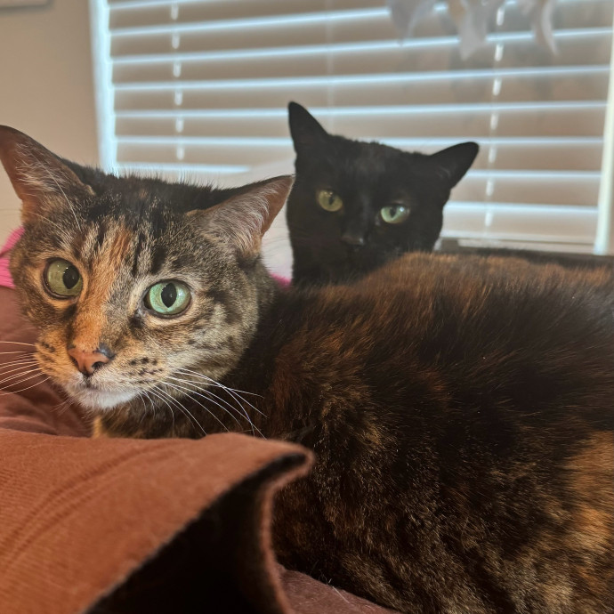 Loving  Reliable Cat Sitter photo 2