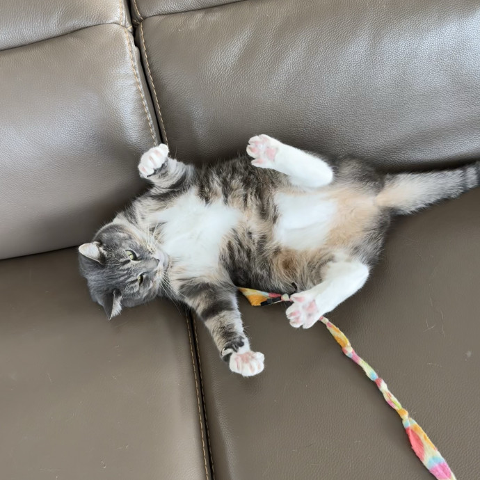 Haruka's Happy Nycat-Care photo 2