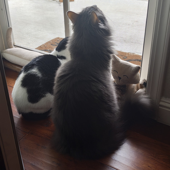 Experienced Cat Owner Flexible Schedule photo 2