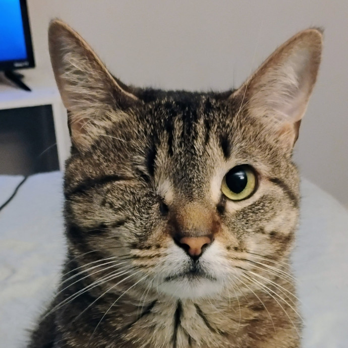 Loving Care For Your Fur Babies