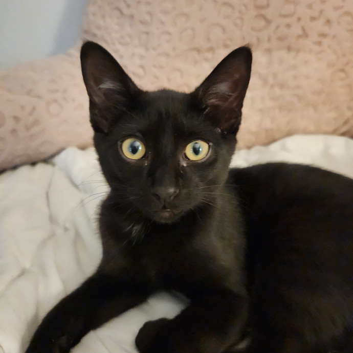 Loving Care For Your Fur Babies photo 3