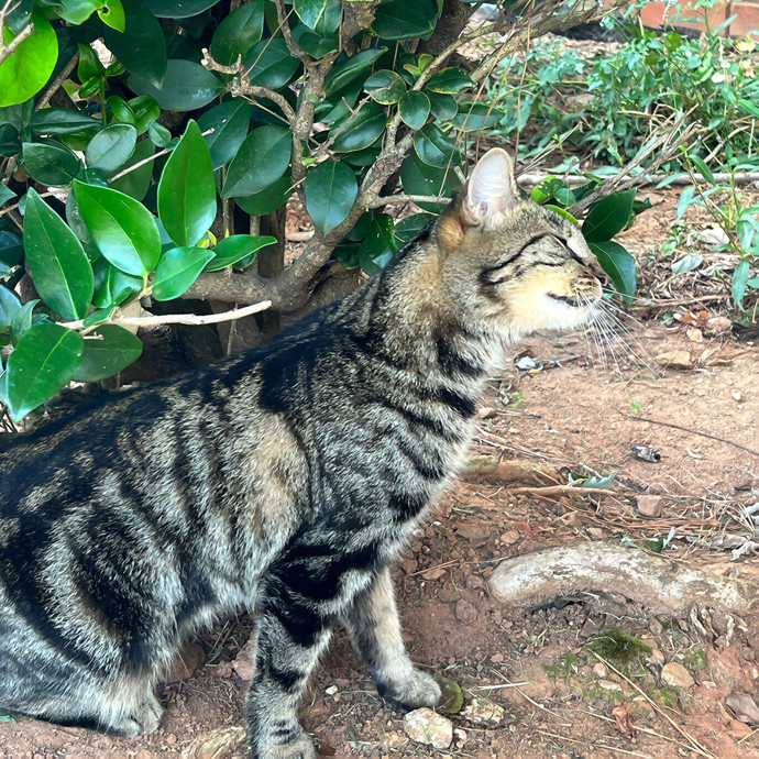 Shani's Catbaret photo 3