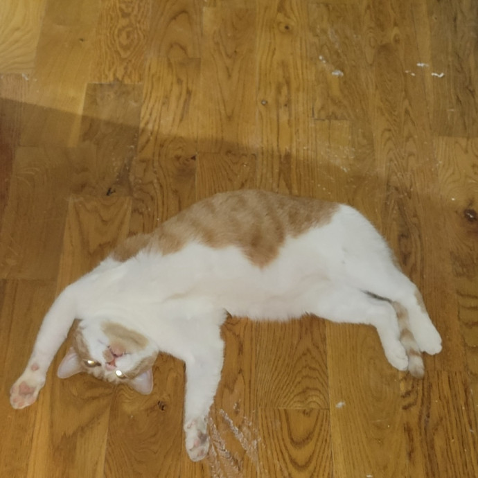 Professional Cat Sitter In Austin