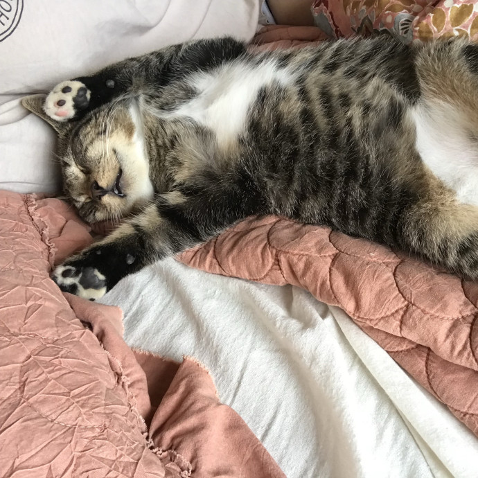 Professional Cat Sitter In Austin photo 2