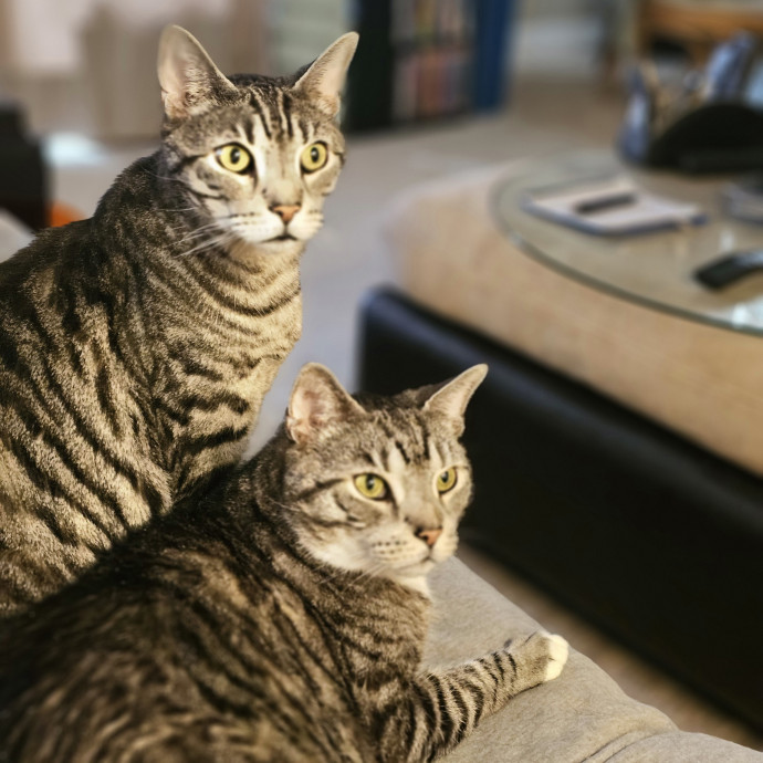 The Pawfect Trip photo 3