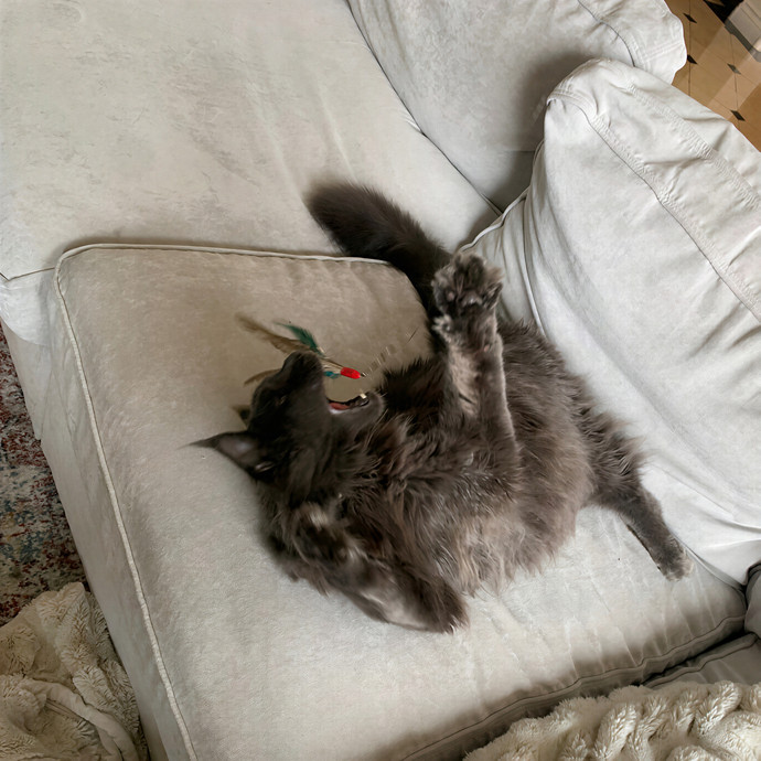 Quality Kitty Care With Rivendell