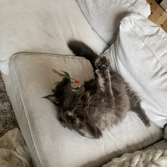 Quality Kitty Care With Rivendell