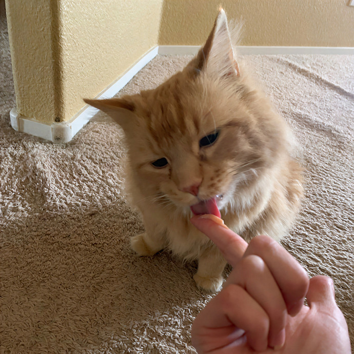 Quality Kitty Care With Rivendell