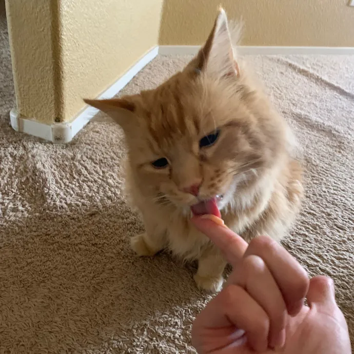 Quality Kitty Care With Rivendell