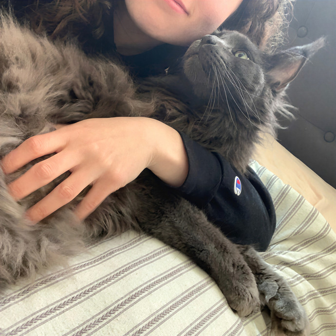 Quality Kitty Care With Rivendell