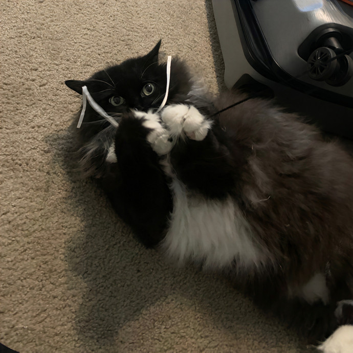 Quality Kitty Care With Rivendell