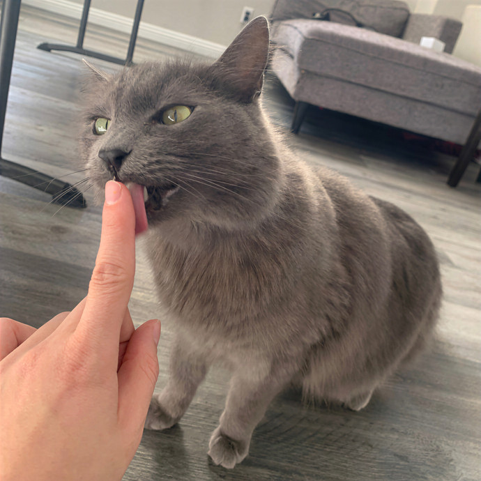 Quality Kitty Care With Rivendell