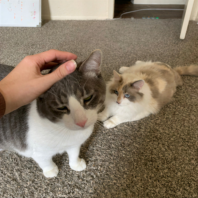 Quality Kitty Care With Rivendell