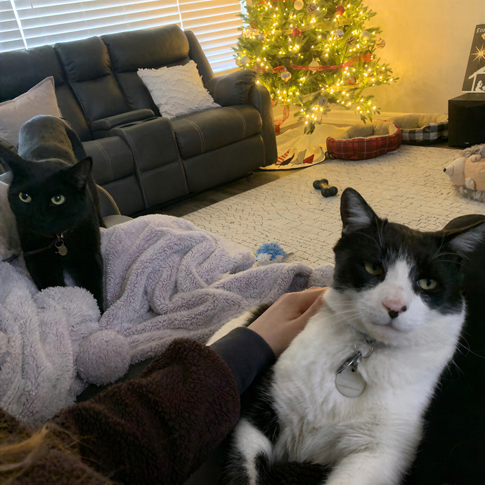 Quality Kitty Care With Rivendell