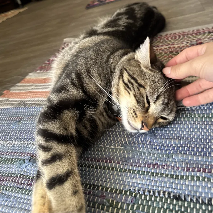 Quality Kitty Care With Rivendell