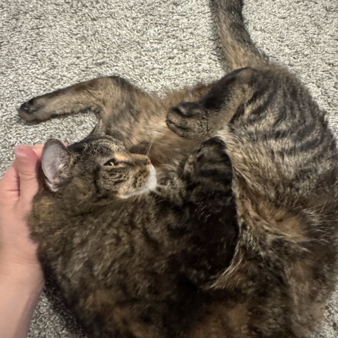 Quality Kitty Care With Rivendell
