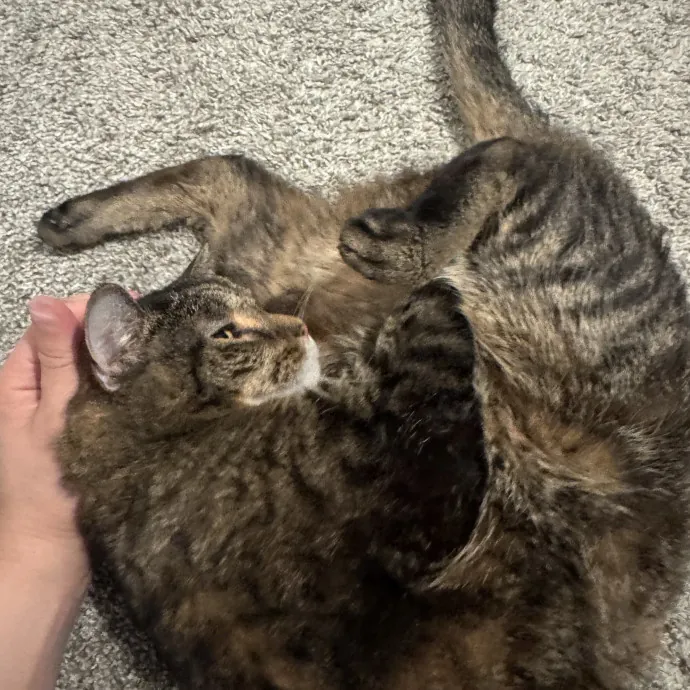 Quality Kitty Care With Rivendell photo 4
