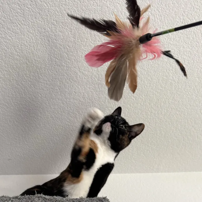 Quality Kitty Care With Rivendell photo 3