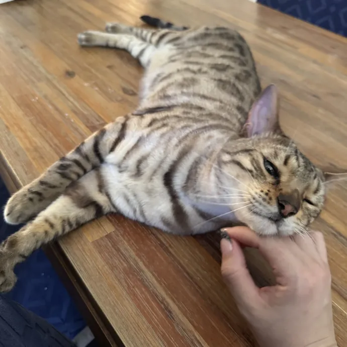 Quality Kitty Care With Rivendell photo 2