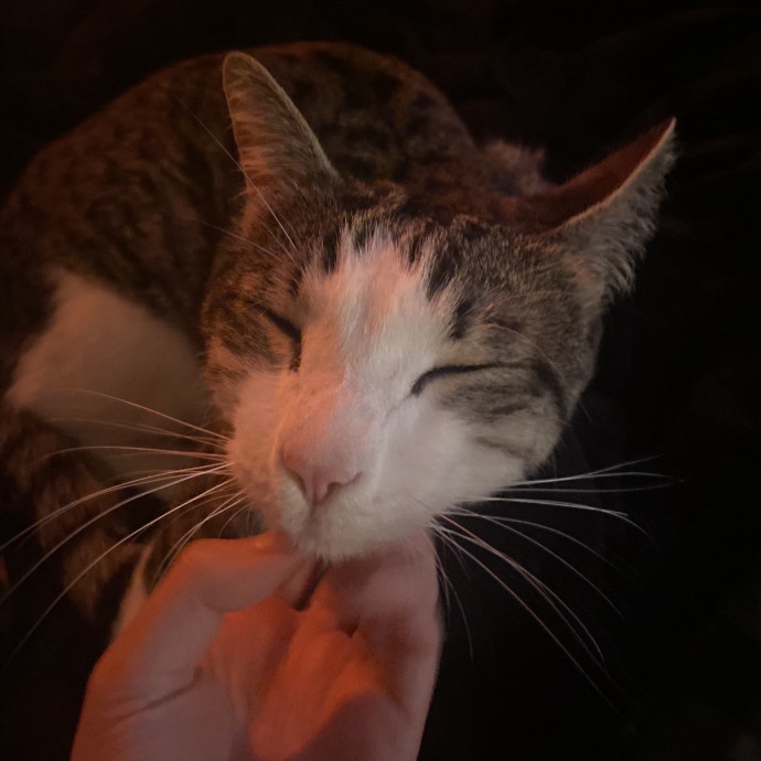 Patient Attentive Cat Care photo 3