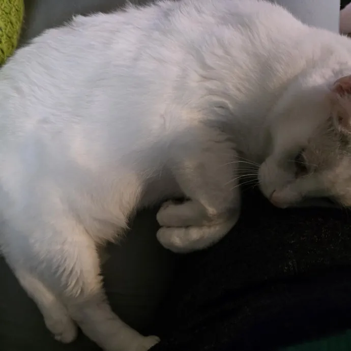 Love Cats And Their Fun Personalities
