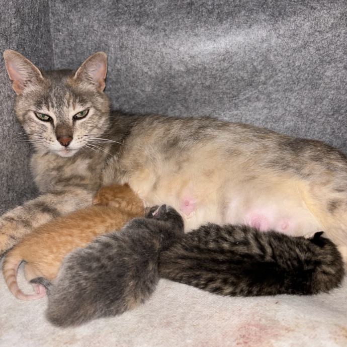 Your New Cat Best Friend