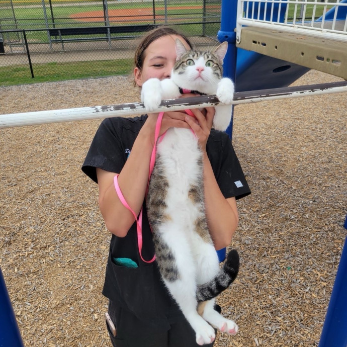 Your New Cat Best Friend