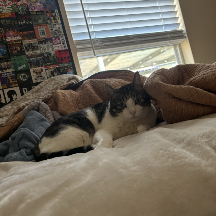 Your New Cat Best Friend