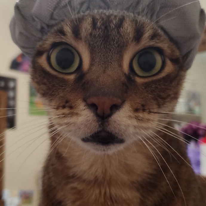 Your New Cat Best Friend photo 3