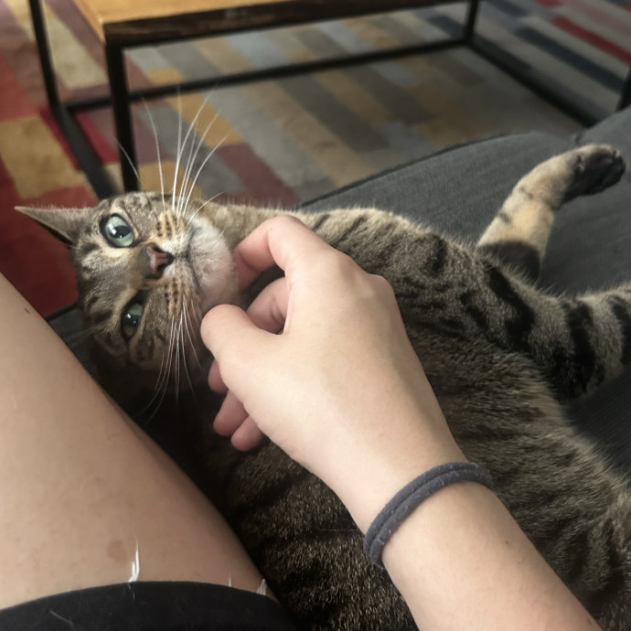 Trustworthy Cat Sitter