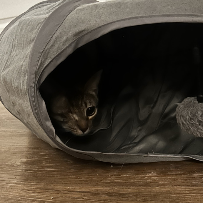 Trustworthy Cat Sitter photo 3