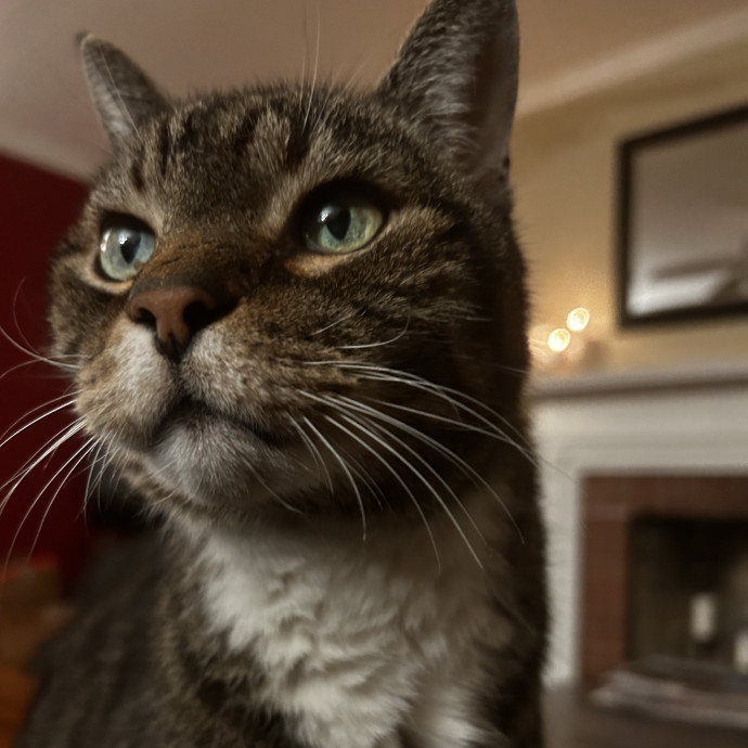 Trustworthy Cat Sitter photo 2