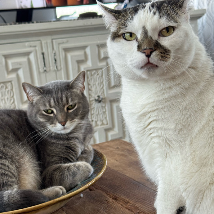 The Cat Concierge